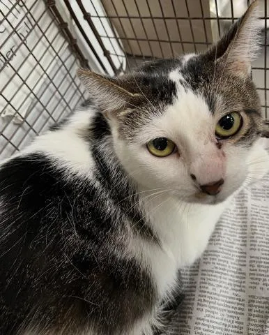 An adult medium-sized female Domestic Short Hair cat named Tiffany for adoption in San Pedro, CA