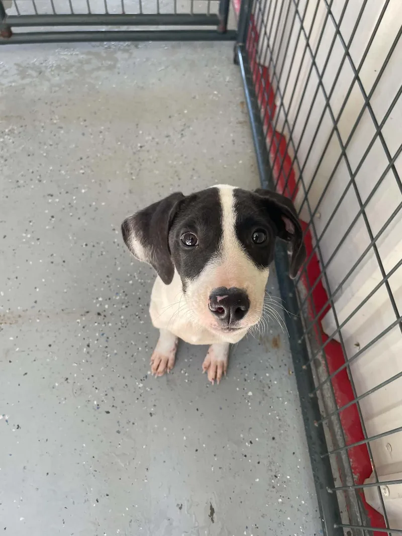 A young medium-sized female Hound dog named Lexi for adoption in Bishopville, SC