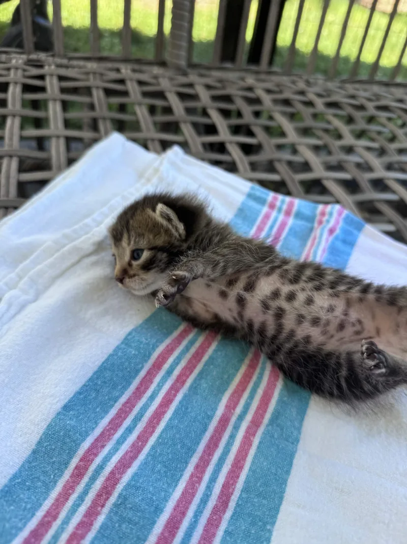 A baby small-sized female Tabby (Brown / Chocolate) American Shorthair cat named Elaine for adoption in North Bergen, NJ