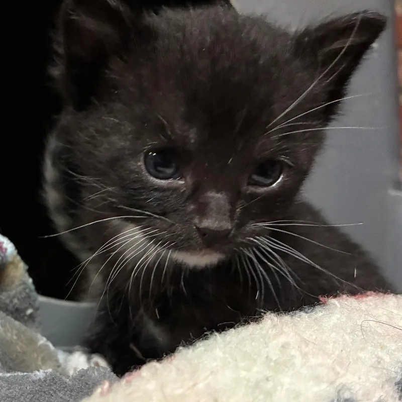 A baby small-sized male Black Domestic Short Hair cat named Scone for adoption in Ponca City, OK
