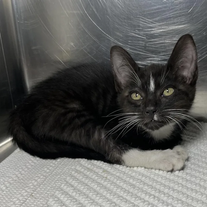 A baby small-sized male Black Domestic Short Hair cat named Prince for adoption in Palm Springs, CA