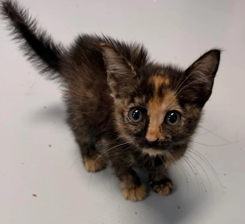 A baby small-sized female Domestic Short Hair cat named Arlene for adoption in Greenwood, MS