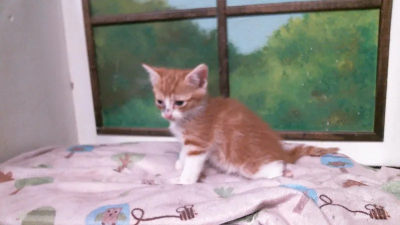 A baby small-sized male Domestic Short Hair cat named Kovu for adoption in Houston, TX