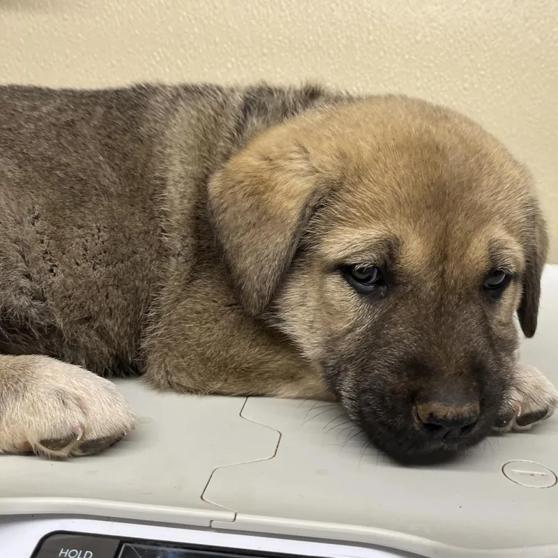 A baby small-sized female Brown / Chocolate Mixed Breed dog named Stitch for adoption in Oxford, ME