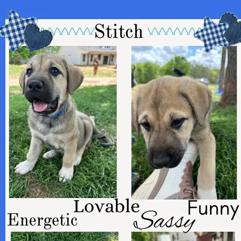 Stitch thumbnail 2