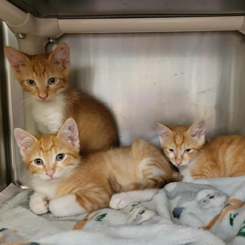 A baby small-sized male Orange / Red Domestic Short Hair cat named Shamrock for adoption in Columbia, MO