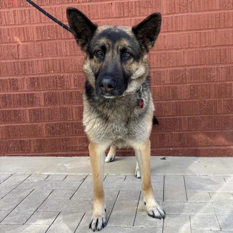 An adult medium-sized female German Shepherd Dog dog named Violetta for adoption in Los Angeles, CA