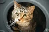 A senior extra large-sized female Black Domestic Short Hair cat named Bailey for adoption in Potsdam, NY