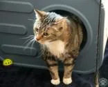 Bailey thumbnail 2