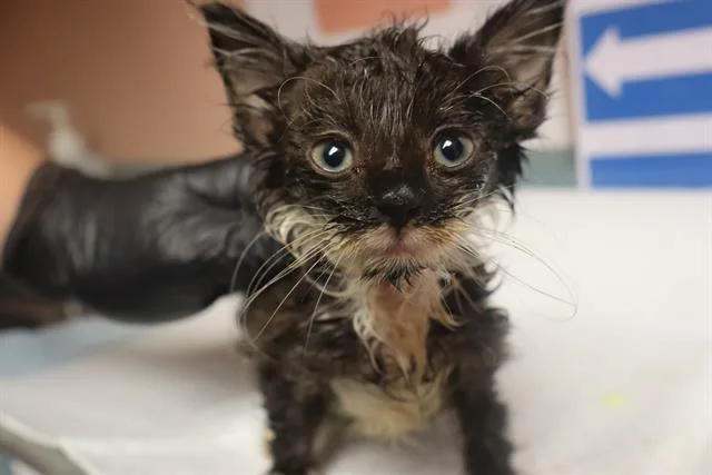 A baby small-sized male Domestic Short Hair cat named Denver for adoption in Columbia, SC