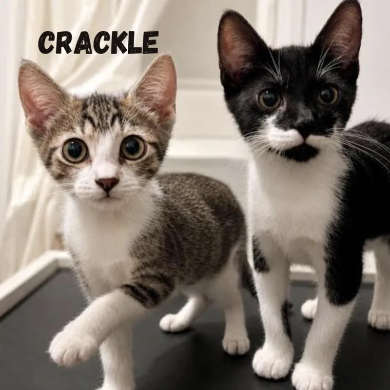Snap  Crackle and thumbnail 2