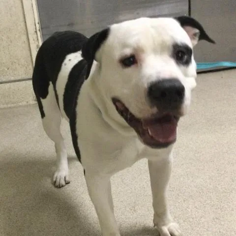 A young large-sized male Pit Bull Terrier dog named Buggi for adoption in Riverside, CA