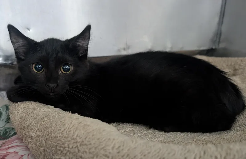 A young small-sized female Black Domestic Short Hair cat named Vienna for adoption in New Ulm, MN