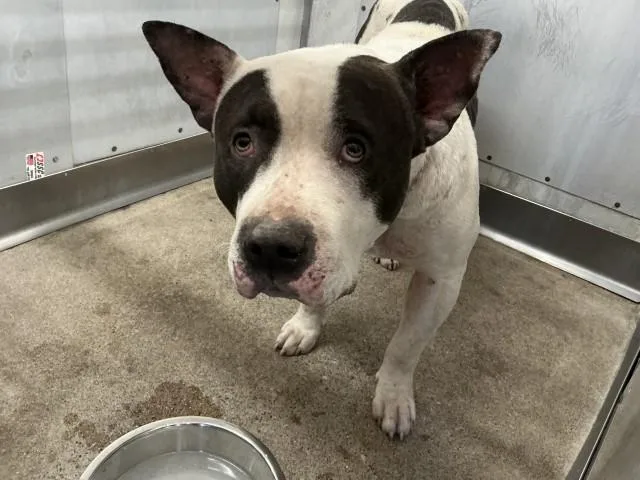 An adult medium-sized female Pit Bull Terrier dog named Panda for adoption in San Bernardino, CA