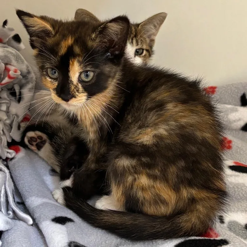 A baby small-sized female Tortoiseshell Domestic Short Hair cat named Sammy Coming Soon! for adoption in Naperville, IL