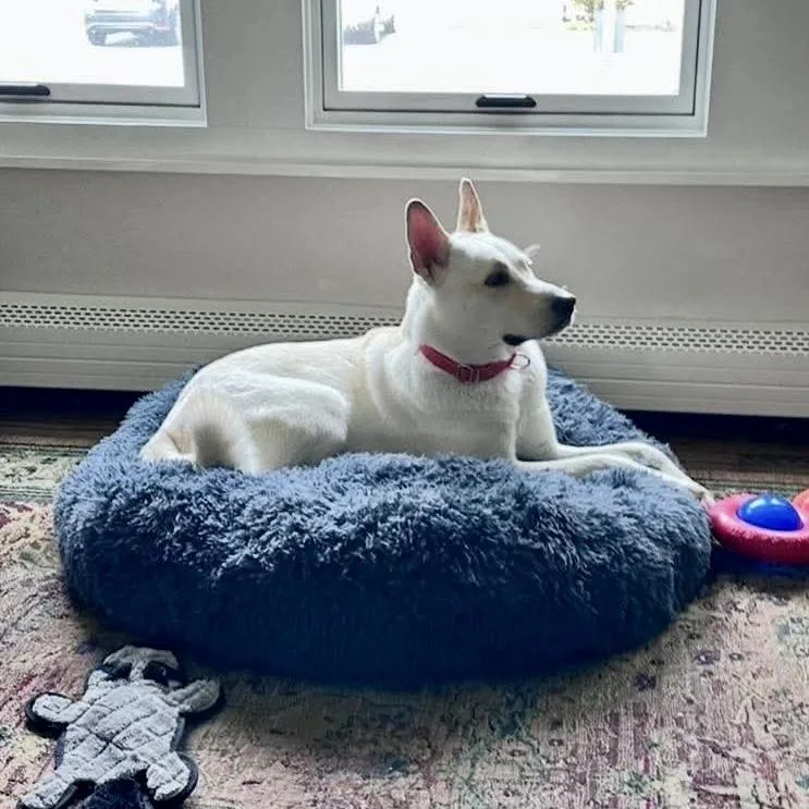 An adult medium-sized female White / Cream Jindo dog named Layla Marie for adoption in Long Island City, NY
