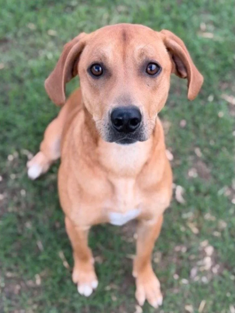 A young medium-sized male Plott Hound dog named Gumbo for adoption in Bloomfield, CT