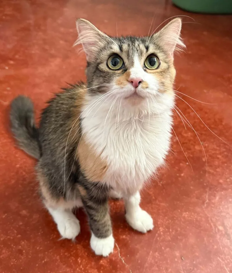 An adult medium-sized female Domestic Medium Hair cat named Koi for adoption in tucson, AZ