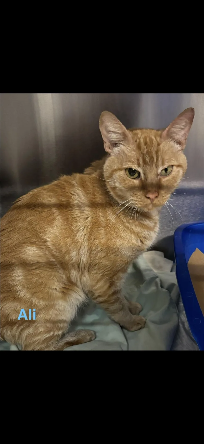 An adult medium-sized male Tabby cat named Ali for adoption in Las Vegas, NV