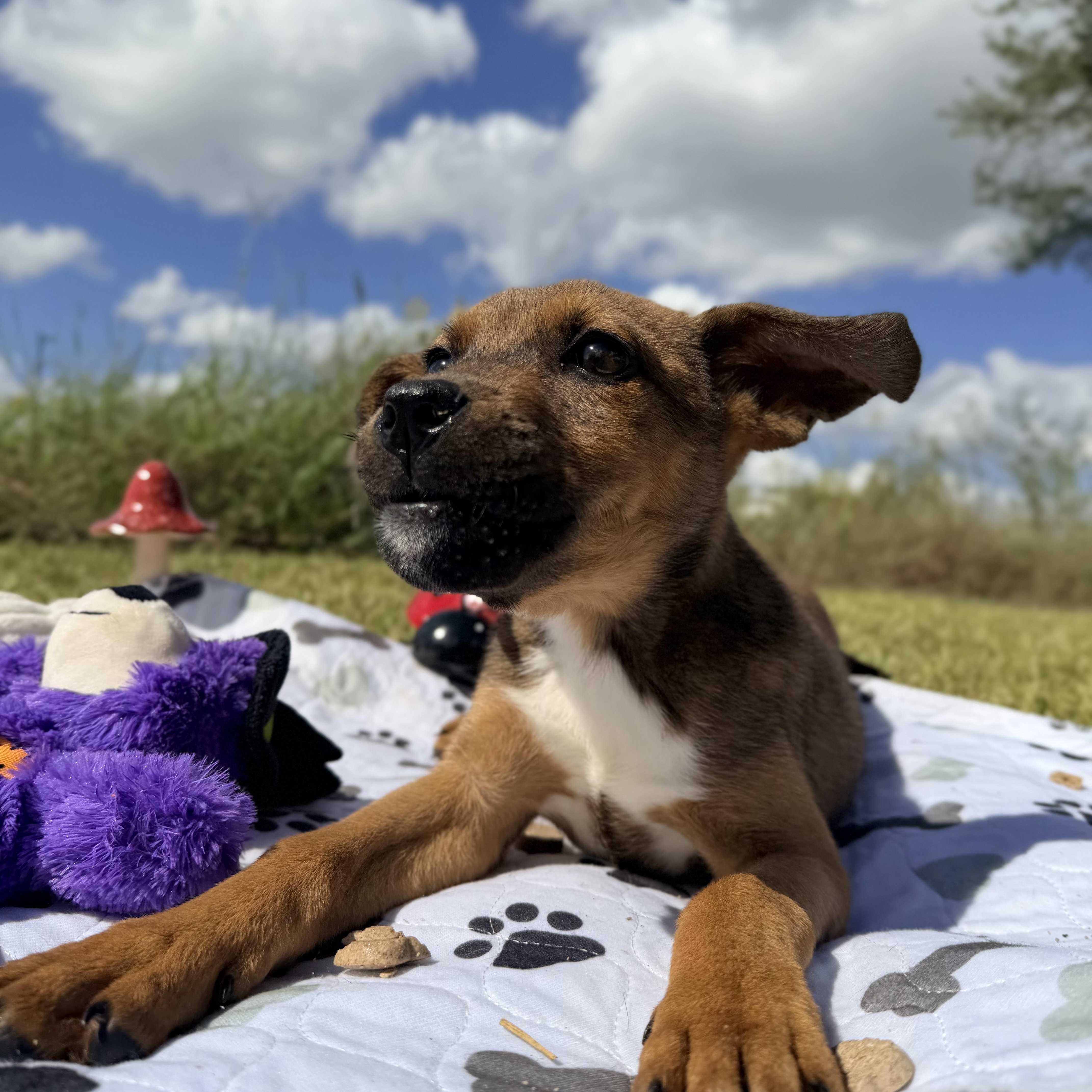 A baby medium-sized female Mixed Breed dog named MochaTh for adoption in Pearland, TX