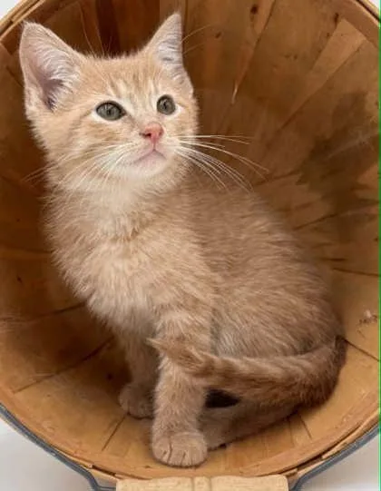 A young small-sized male Domestic Short Hair cat named Rolo for adoption in Bowling Green, KY