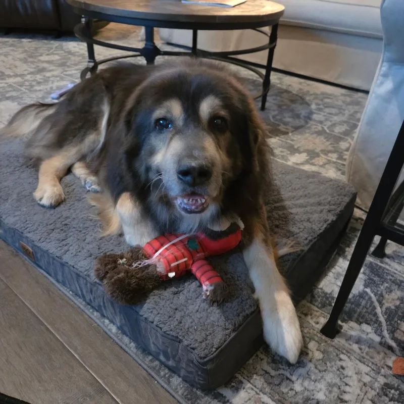 A senior large-sized male Great Pyrenees dog named Bear for adoption in Celina, TX