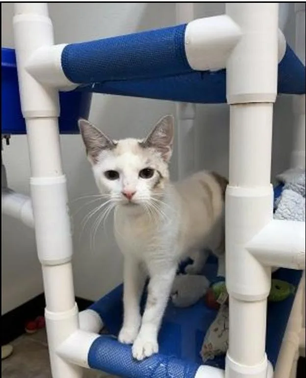 A baby small-sized female Siamese cat named Jessie for adoption in San Jacinto, CA
