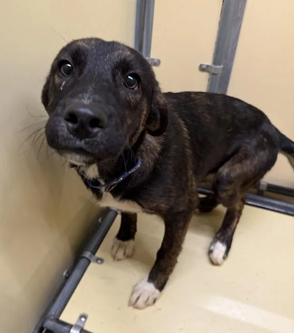 A baby large-sized female Siberian Husky dog named Martia for adoption in Sioux City, IA