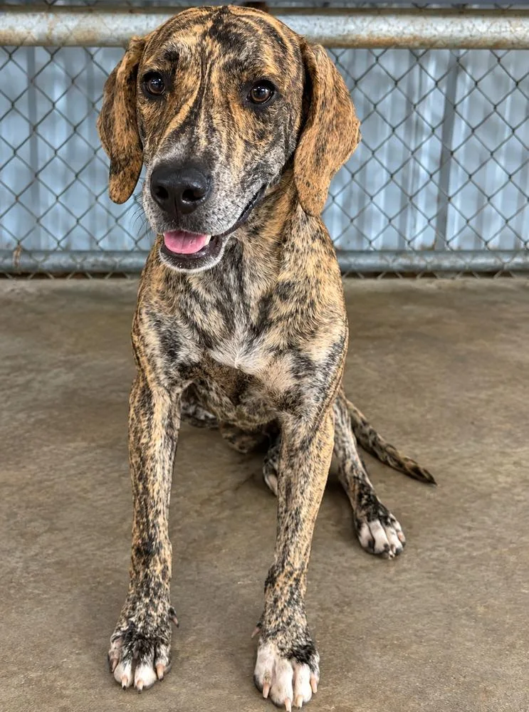 An adult large-sized male Hound dog named Broderick for adoption in Colorado Springs, CO