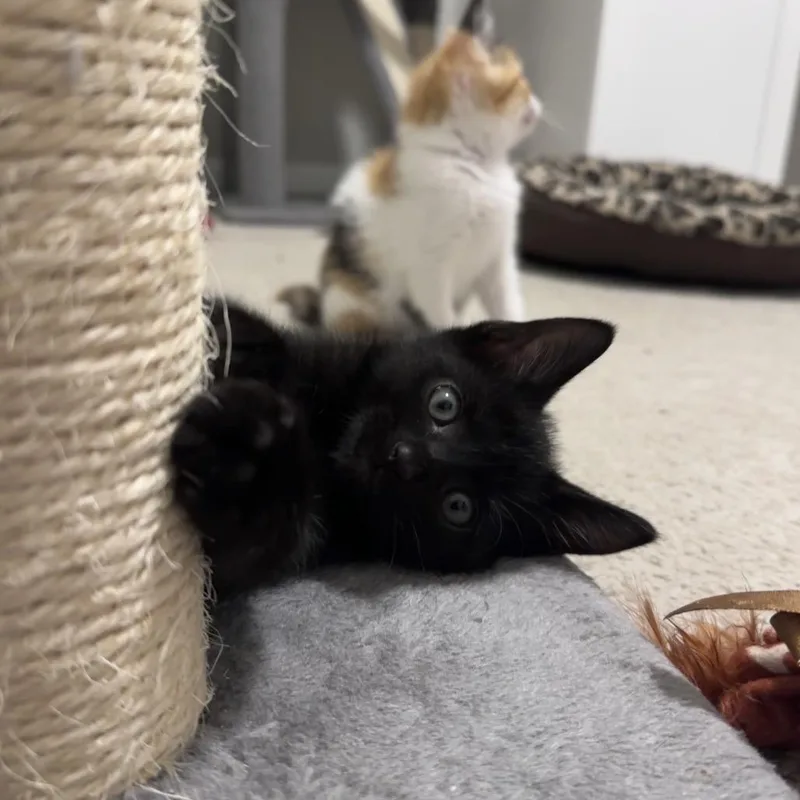 A baby small-sized male Black Domestic Short Hair cat named Merlin for adoption in Huntsville, AL