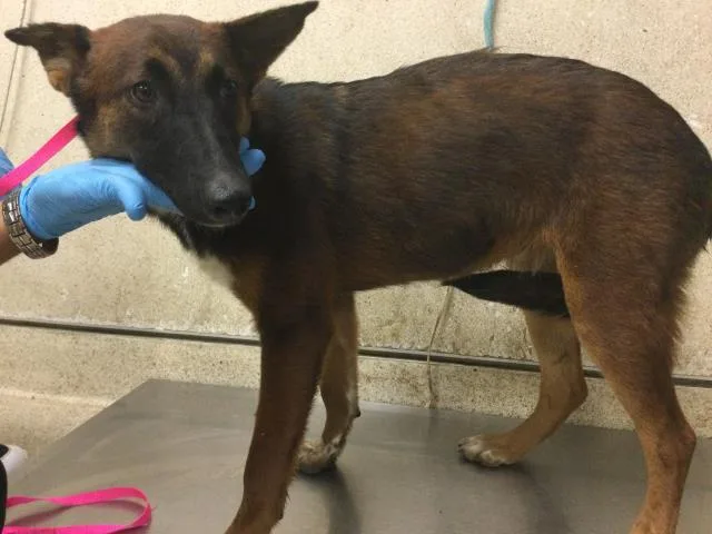 A young medium-sized female Belgian Shepherd / Malinois dog named A for adoption in Riverside, CA