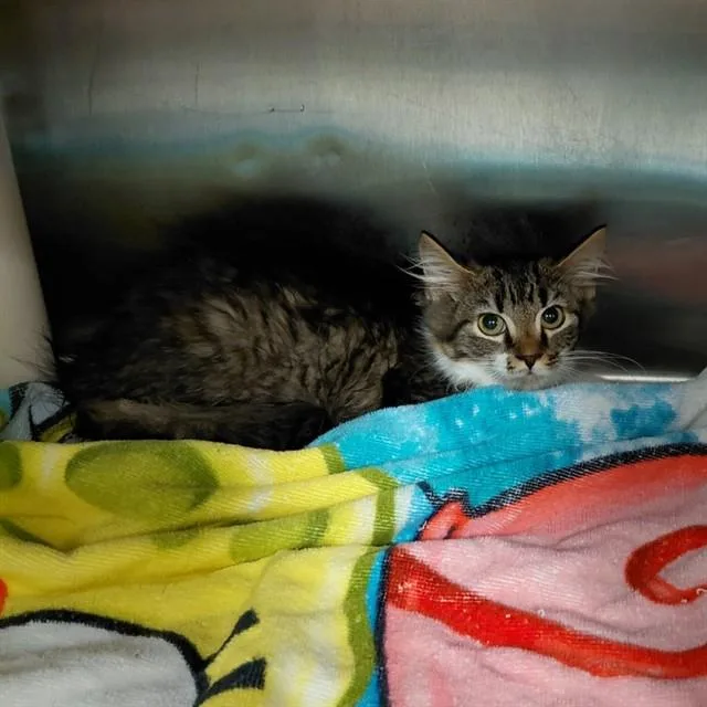 A baby small-sized male Domestic Short Hair cat named Spitfire for adoption in Huntsville, AL