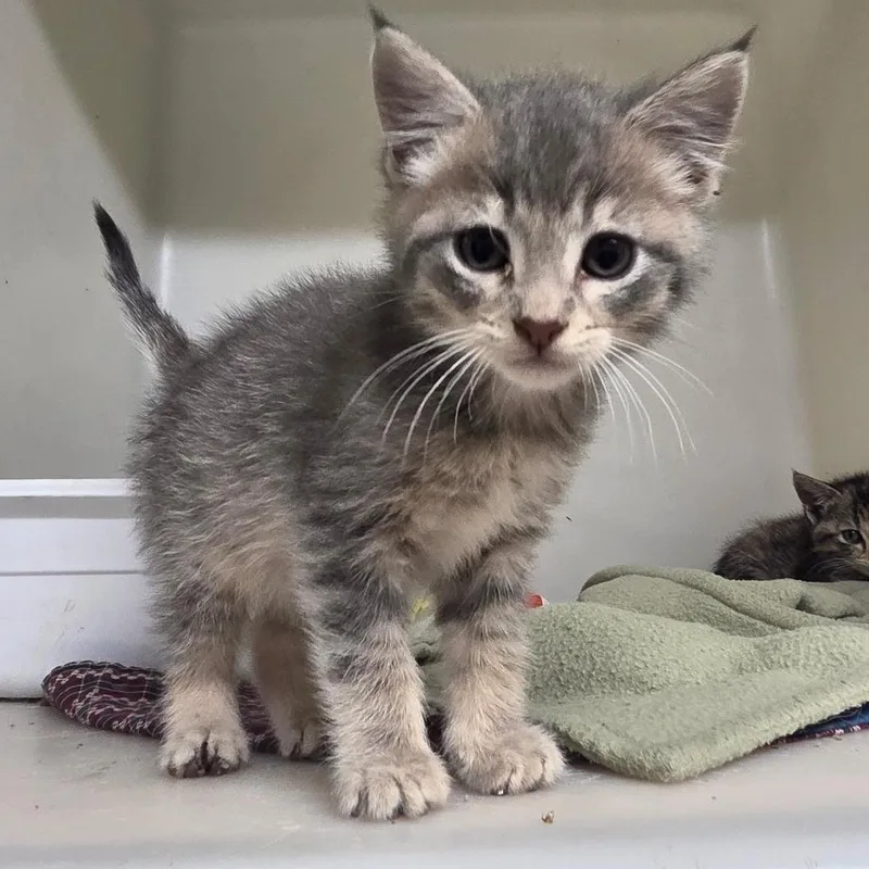 A baby small-sized male Tabby (Gray / Blue / Silver) Domestic Short Hair cat named Hayes for adoption in Spencer, IA