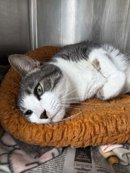 An adult large-sized male Domestic Short Hair cat named Eddie for adoption in New Orleans, LA