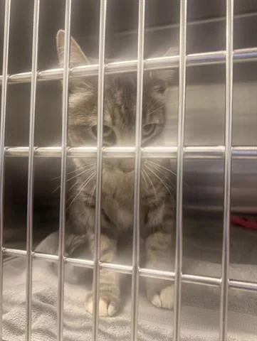A young medium-sized male Domestic Short Hair cat named Mr. Grey for adoption in San Martin, CA