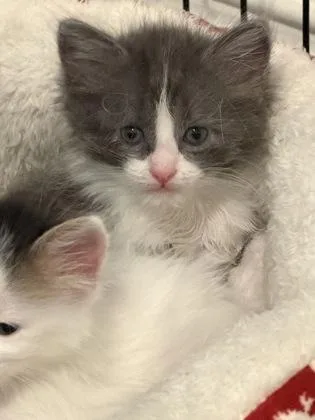 A baby small-sized male Domestic Long Hair cat named Churro for adoption in Fort Worth, TX