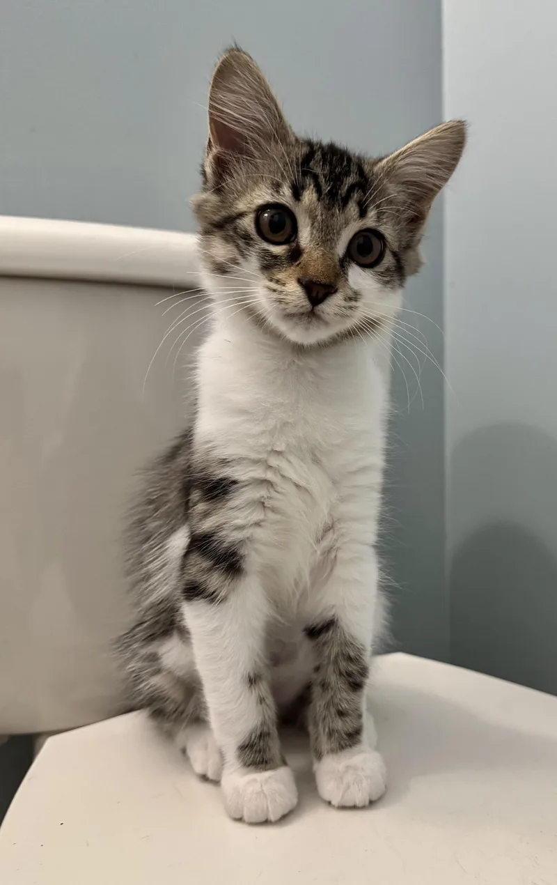 A young medium-sized male Domestic Short Hair cat named Mathilda for adoption in Ponte vedra, FL