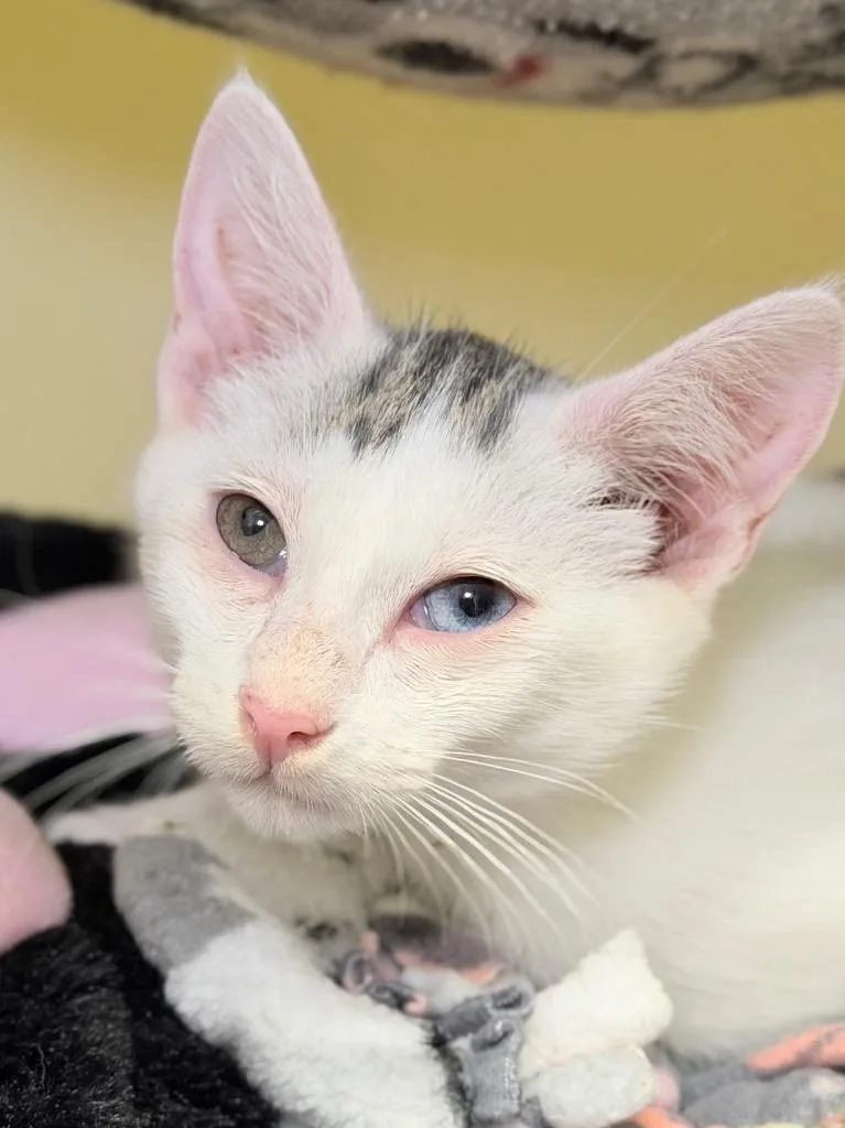 A baby medium-sized male Domestic Short Hair cat named Marshal for adoption in Menomonie, WI