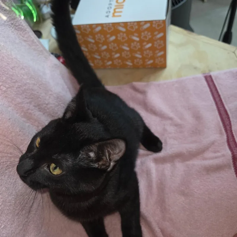 A baby small-sized male Black Domestic Short Hair cat named Brim for adoption in Blairsville, GA