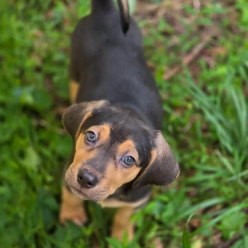 A baby medium-sized female Yellow / Tan / Blond / Fawn Mixed Breed dog named Sugar Pie Honey Bunch for adoption in Fredericksburg, VA