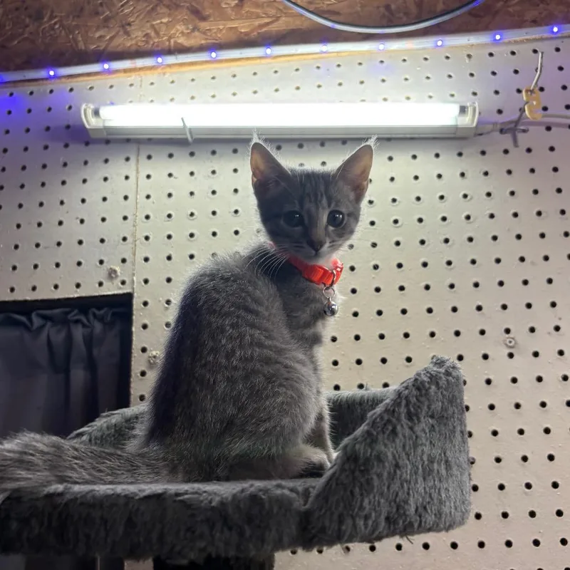 A baby small-sized male Gray / Blue / Silver Domestic Short Hair cat named George for adoption in Greenfield, IN