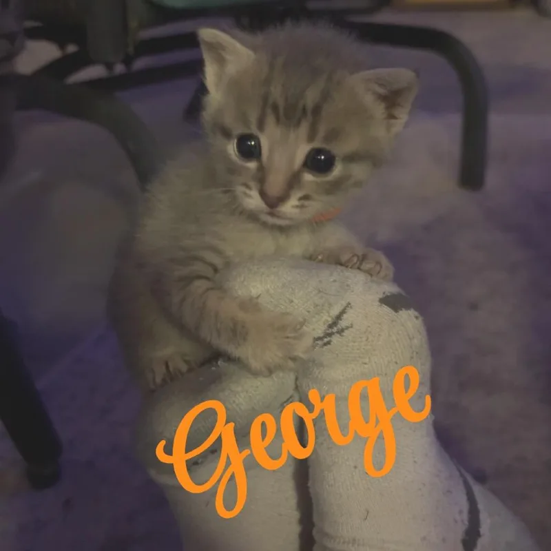 George thumbnail 3
