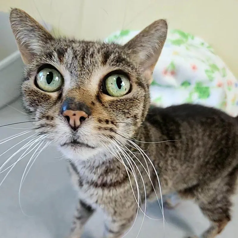 A senior medium-sized female Brown / Chocolate Domestic Short Hair cat named Mittens for adoption in Lakewood, CO