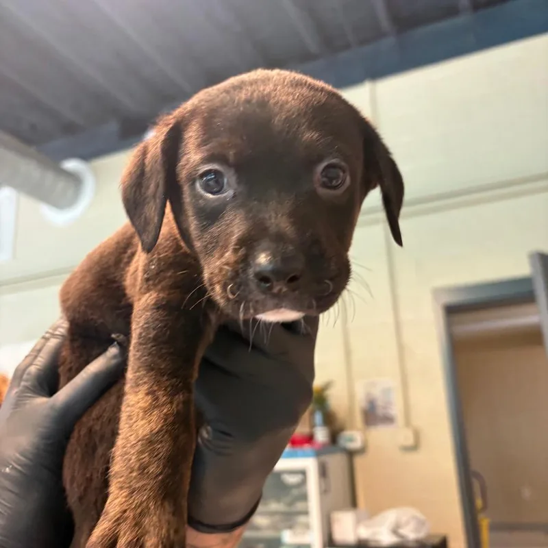 A baby small-sized male Black Rottweiler dog named Matthew for adoption in Kittanning, PA