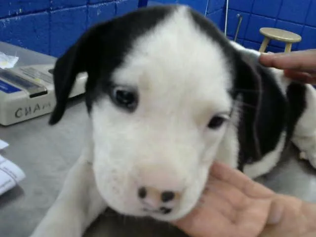 A baby small-sized female Labrador Retriever dog named Hera for adoption in Albuquerque, NM