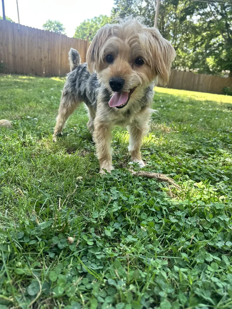 A young medium-sized male Silky Terrier dog named Don Francisco for adoption in Greenville, SC