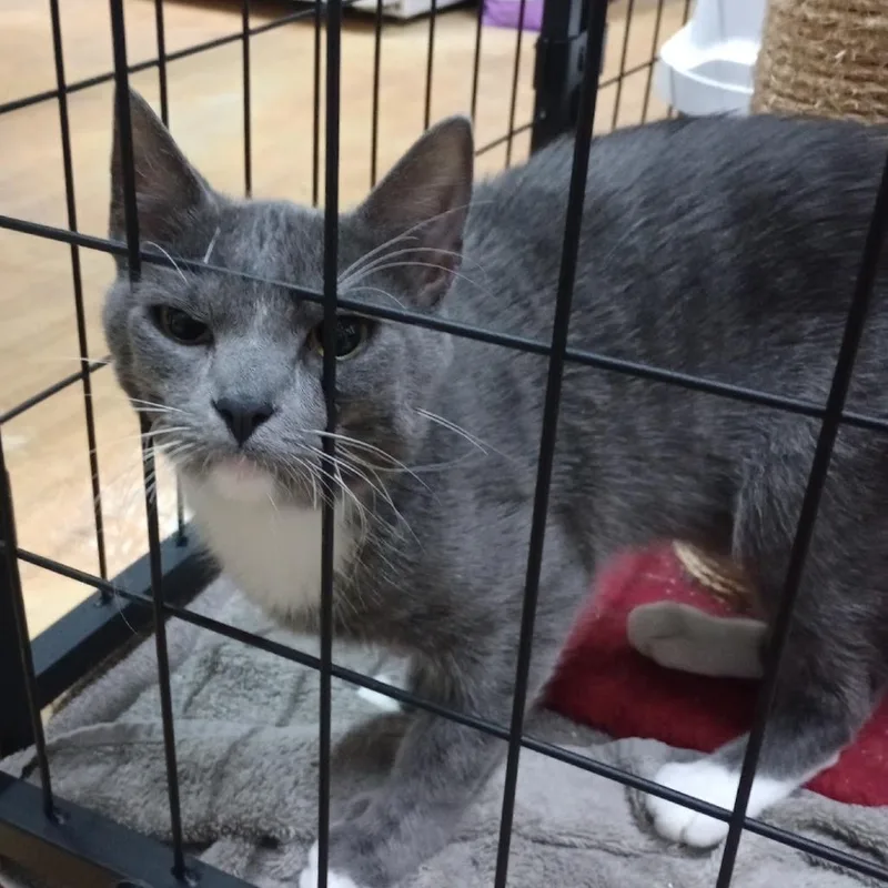A young medium-sized male Gray / Blue / Silver Domestic Short Hair cat named Mittens for adoption in Grand Rapids, MN