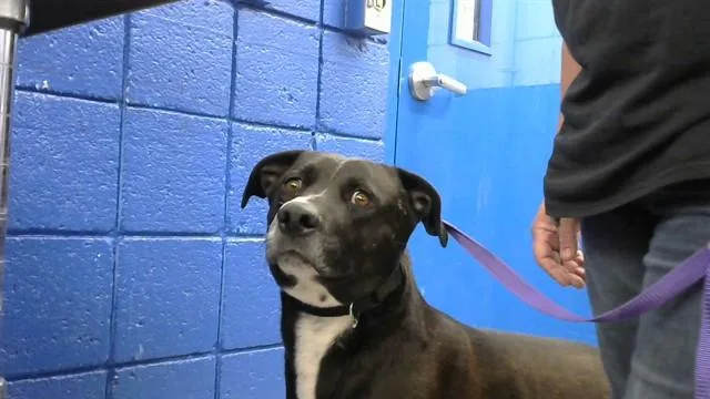 An adult medium-sized male Labrador Retriever dog named Hank for adoption in Albuquerque, NM
