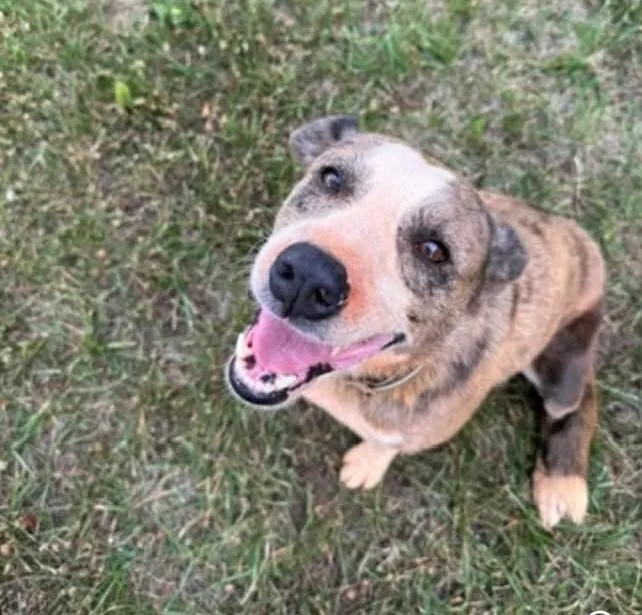 A young medium-sized male Catahoula Leopard Dog dog named Major for adoption in Mount Airy, NC