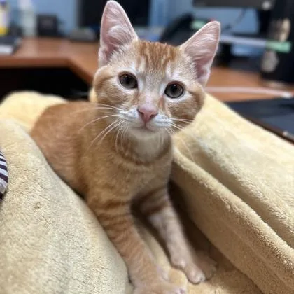 A baby small-sized male Domestic Short Hair cat named Frankie Boy for adoption in Honolulu, HI